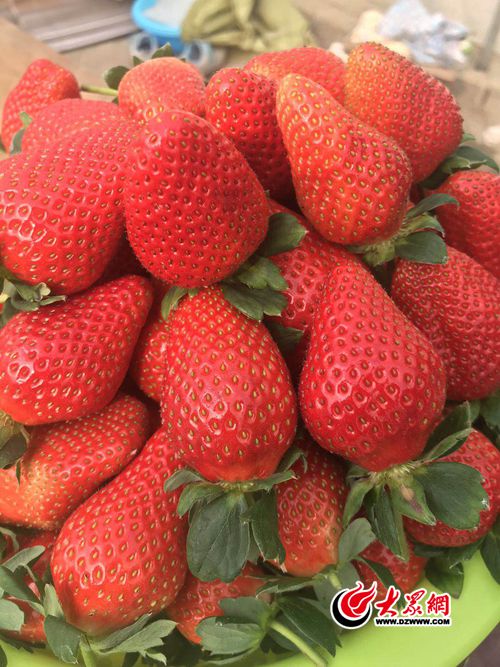 草莓喜丰收.jpg