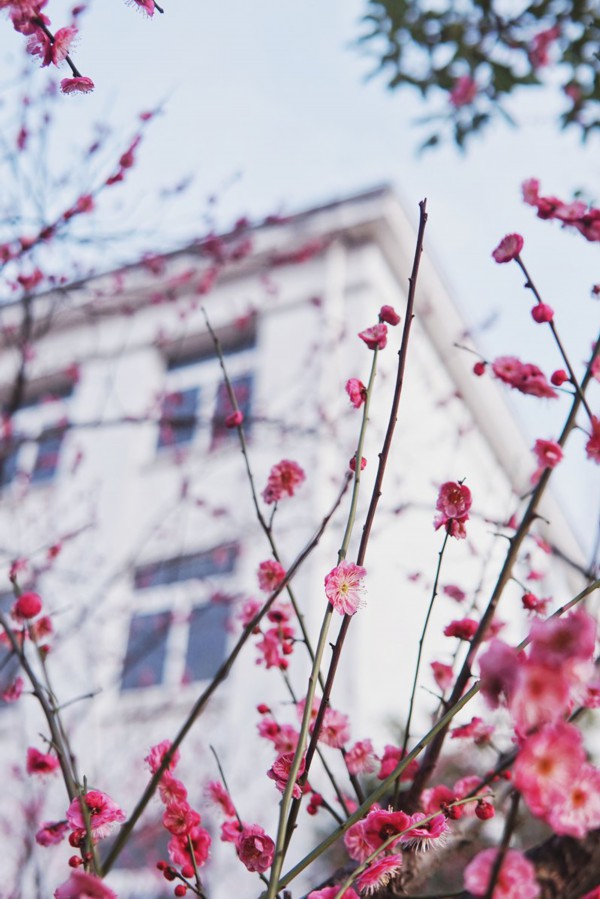 上海财经大学  四教的梅林，梅花开的正盛，粉色的小花连成一片，低调而又绚烂。刘佳欣/摄