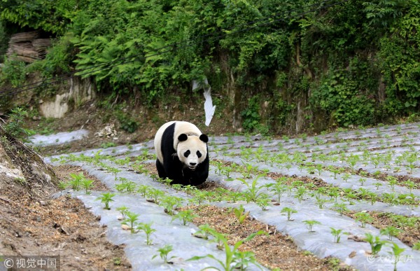 汶川大熊猫进村蹭吃蹭喝逗乐村民