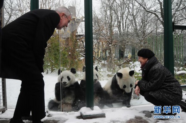 （国际）（1）奥地利出生的大熊猫龙凤胎即将返回中国