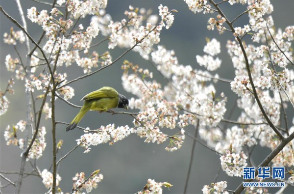 #（环境）（1）鸟儿戏春