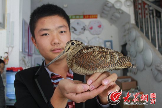 临沂：长嘴鸟店铺散步 原是国家二级保护动物