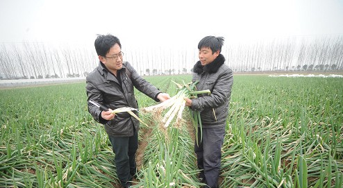 临沂大葱价格蹭蹭涨 