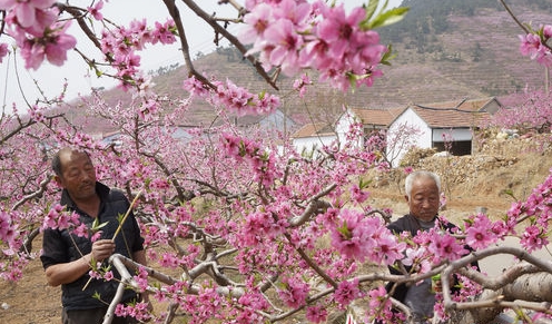 65万亩蒙阴蜜桃挤进高端市场