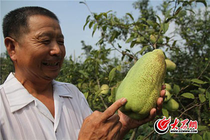 临沂市花培育出新品种 单株可结出4斤大木瓜