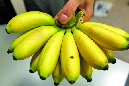 香蕉艾滋正蔓延 科学家警告全球恐无香蕉_最新新闻