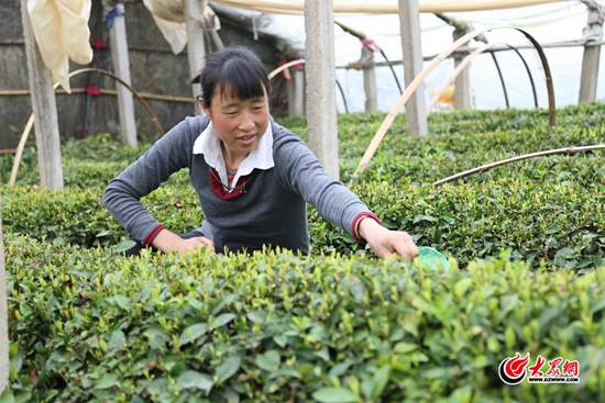 临沂临港经济开发区 厉家寨 采茶工人