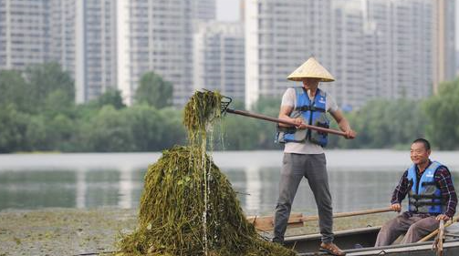 工作人员在打捞水草.