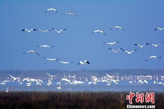 大批珍禽候鸟鄱阳湖湿地内栖息越冬