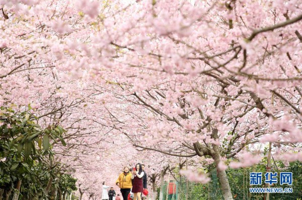 #（环境）（1）重庆北碚：春暖樱花开