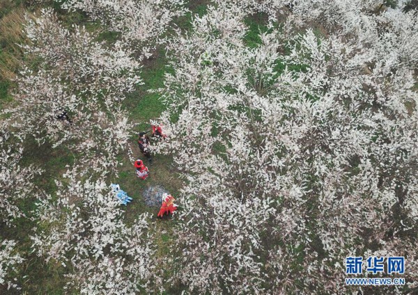 #（社会）（1）贵州大方：樱桃花开引客来