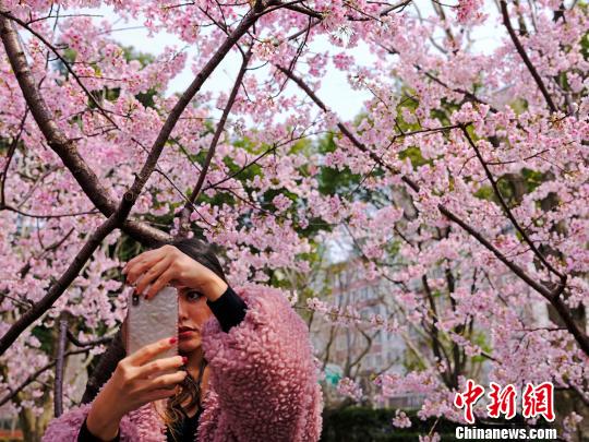 上海静安雕塑公园樱花大道吸引民众前来赏樱
