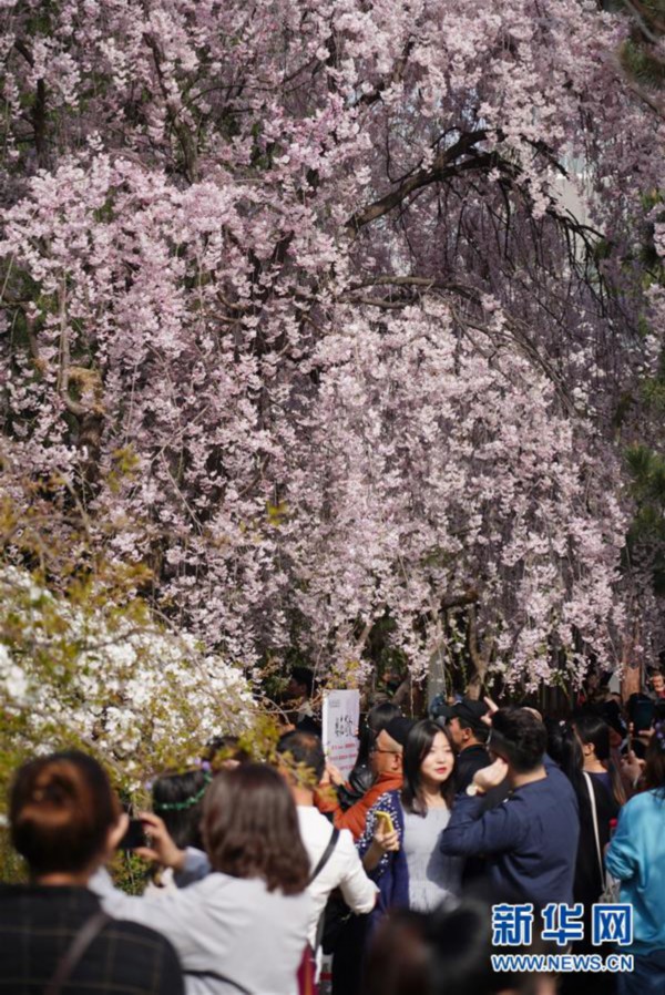 （环境）（1）西安青龙寺 樱花引客来