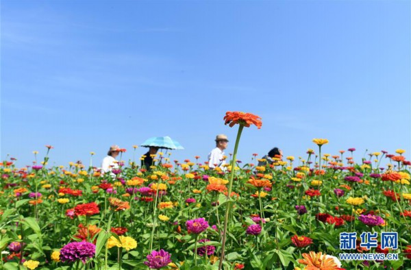 长春莲花山:花海醉游人