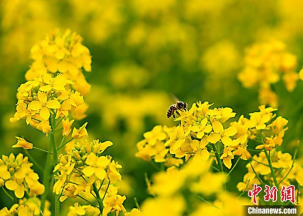 甘肃岷县油菜花竞相绽放 花香四溢点"金"山城