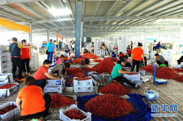 （经济）（8）山东烟台：樱桃产业助力乡村振兴