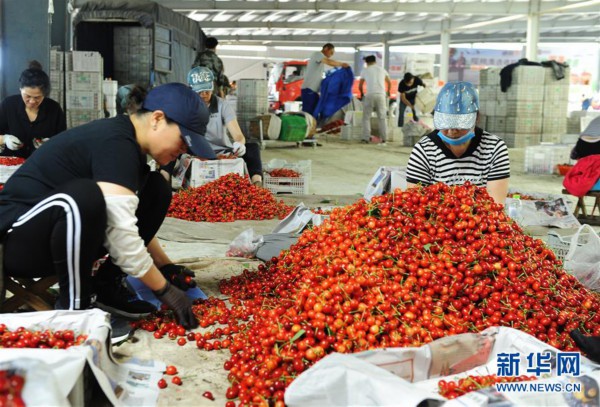 （经济）（11）山东烟台：樱桃产业助力乡村振兴
