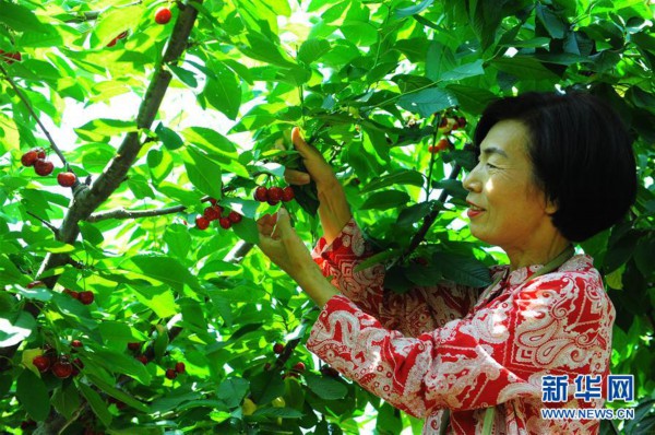 （经济）（4）山东烟台：樱桃产业助力乡村振兴