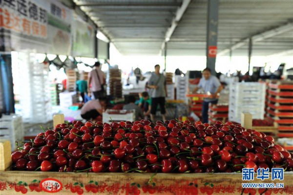 （经济）（7）山东烟台：樱桃产业助力乡村振兴