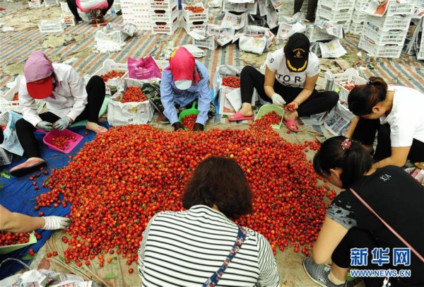 （经济）（6）山东烟台：樱桃产业助力乡村振兴