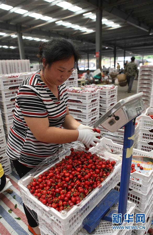 （经济）（9）山东烟台：樱桃产业助力乡村振兴