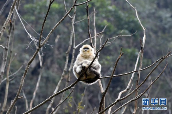 （美丽中国）（2）甘肃裕河保护区的金丝猴