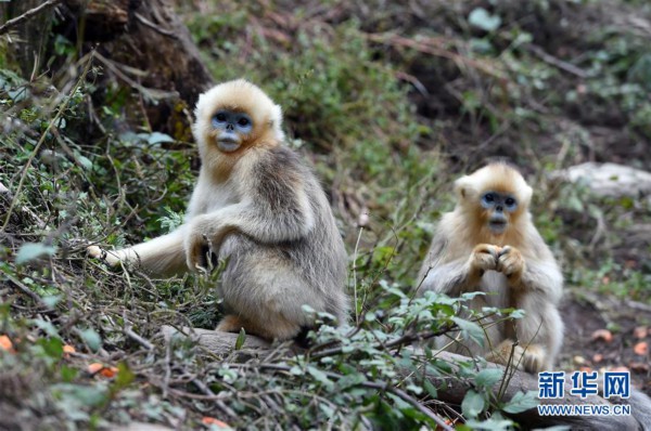 （美丽中国）（3）甘肃裕河保护区的金丝猴