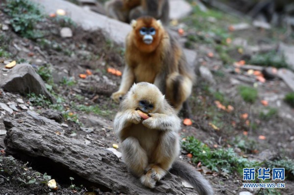 （美丽中国）（5）甘肃裕河保护区的金丝猴
