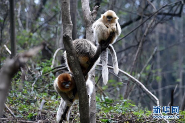 （美丽中国）（6）甘肃裕河保护区的金丝猴