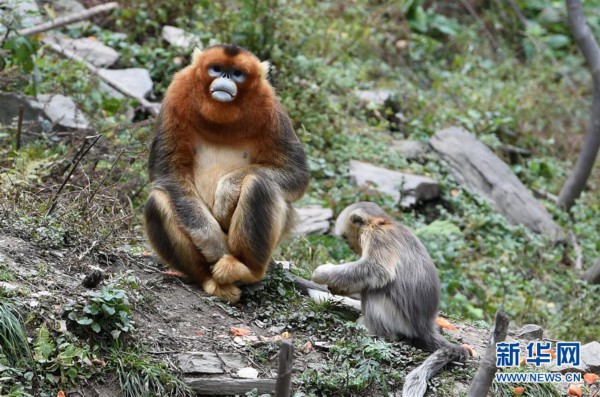（美丽中国）（7）甘肃裕河保护区的金丝猴