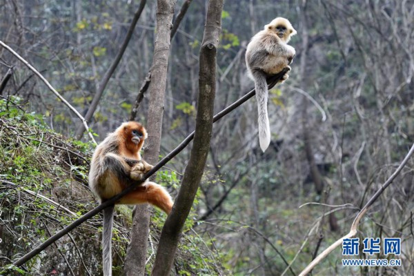（美丽中国）（8）甘肃裕河保护区的金丝猴