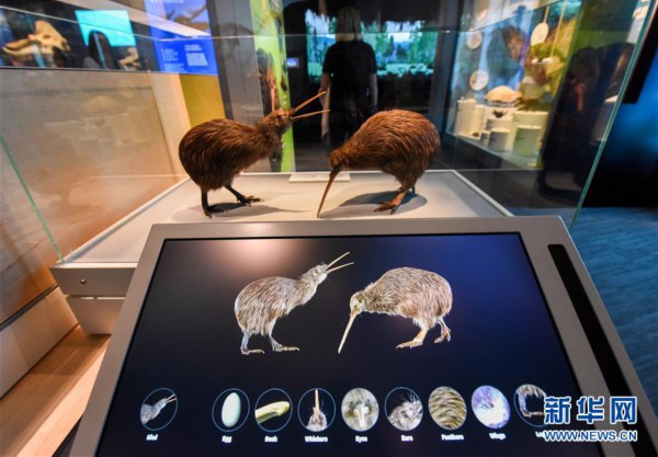 （国际）（4） 新西兰国家博物馆自然馆重新开放