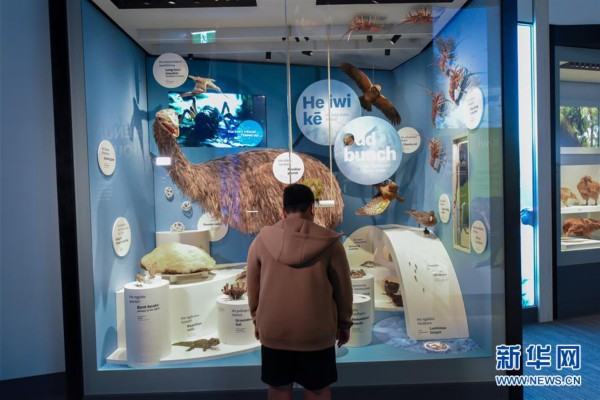 （国际）（5） 新西兰国家博物馆自然馆重新开放