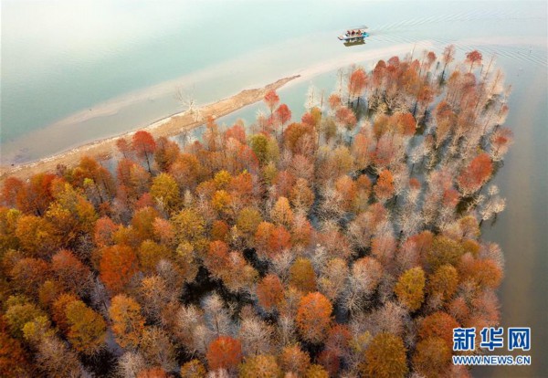 #（美丽中国）（1）安徽宁国：红杉林染秋色