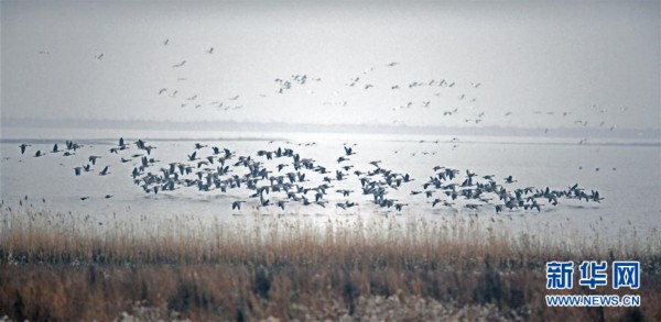 （社会）（1） 辽宁康平：卧龙湖湿地迎来大批候鸟