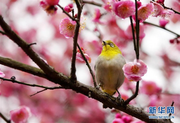 1月9日,在贵阳市南明河畔,一只小鸟被盛开的梅花吸引.