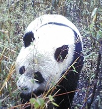 野生大熊猫现身甘肃保护区[图]