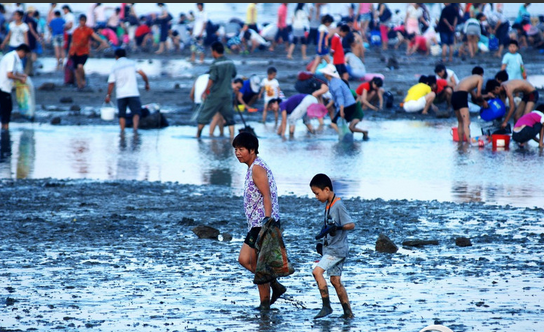 厦门“大潮”退去露大片海滩 上千人挖花蛤 （图）
