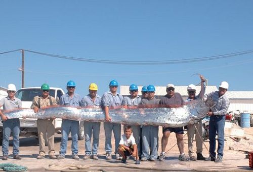 美国加州海岸现6米长带鱼 当地居民视其为“龙的化身”