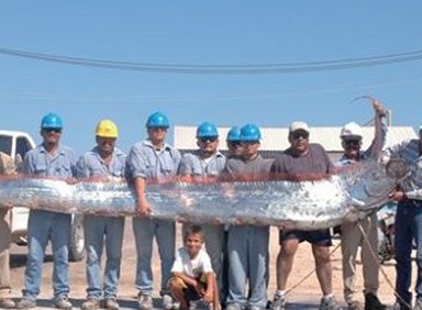 美国加州海岸现6米长带鱼 被供为“龙的化身”