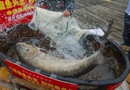湖南现百斤鱼王身长1.4米 做成剁椒鱼头(图)