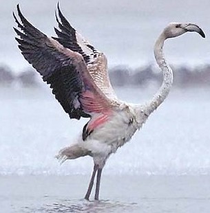 新疆神鸟酷似凤凰也像大鹅 专家称为传说中的火烈鸟