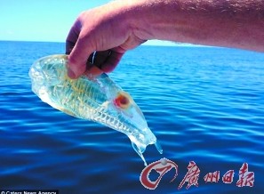 渔夫捞到“透明虾”！新西兰男子称是“果冻”