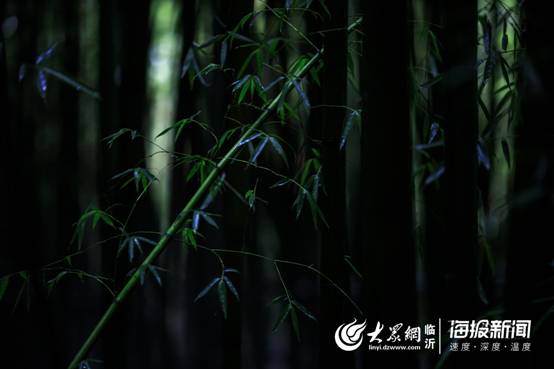 竹泉村4