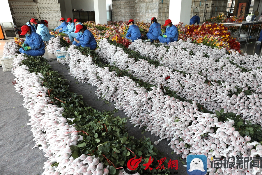 山东省临沂市沂南县4000亩玫瑰,非洲菊等鲜切花销售受阻,当地政府及时