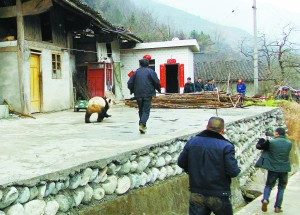 野生大熊猫下山大摇大摆“巡视”村寨引围观（图）