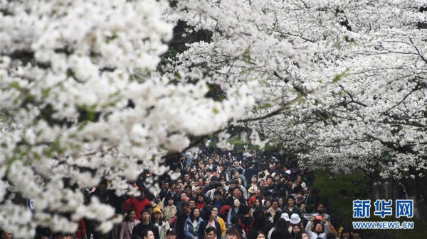 （社会）（1）武汉大学：樱花引客来