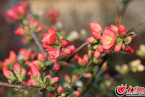 沂蒙春分伊始,沂州海棠花開