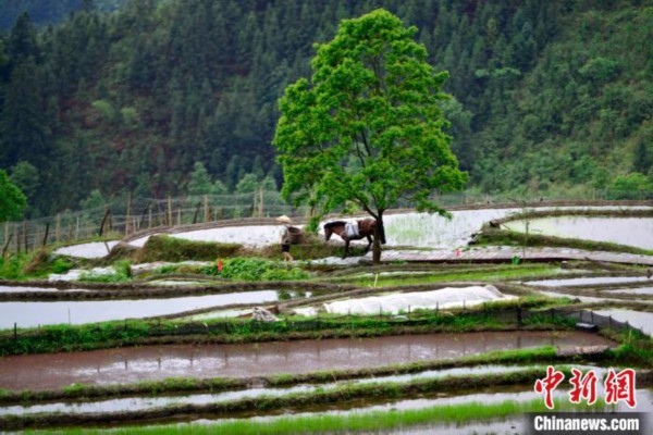 广西桂林龙胜县雨后梯田景如画