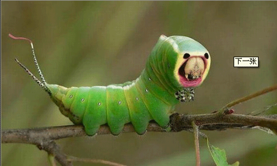 世界上最奇特的虫子图片